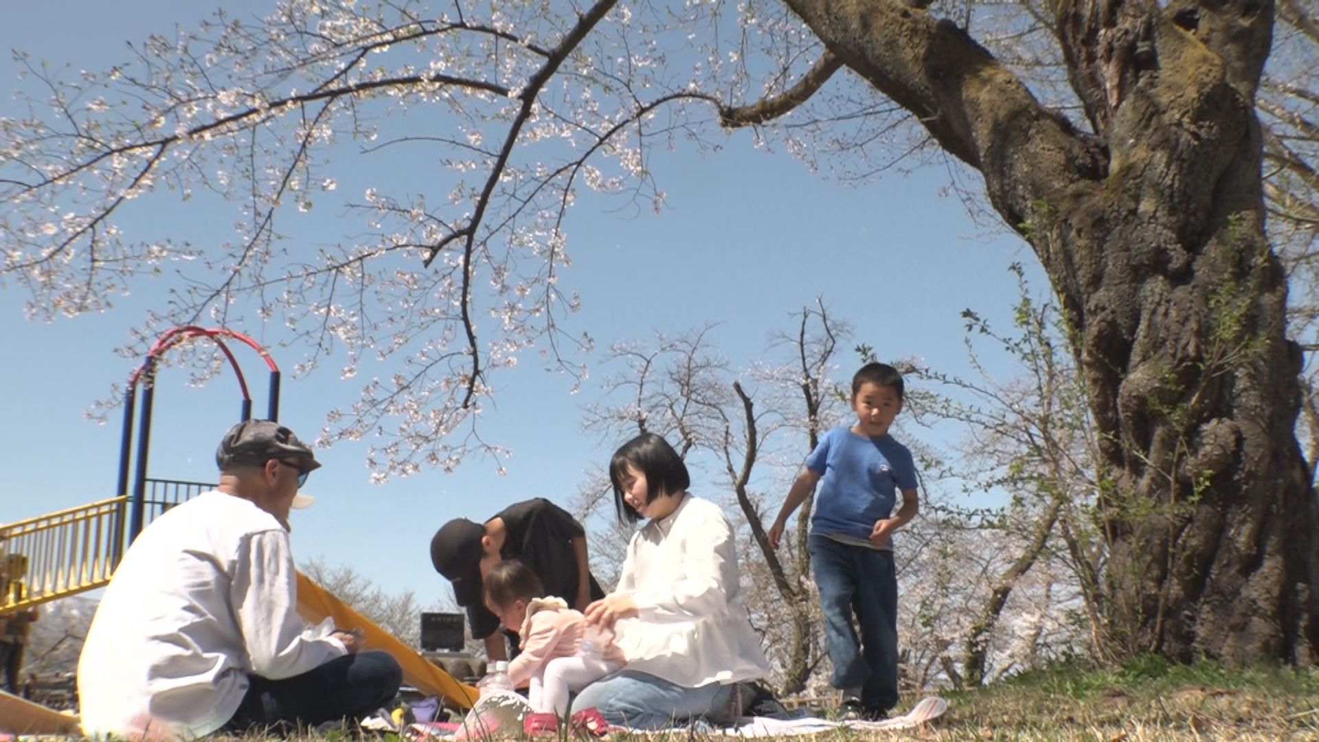 経塚山さくらまつり サクラ吹雪楽しむ