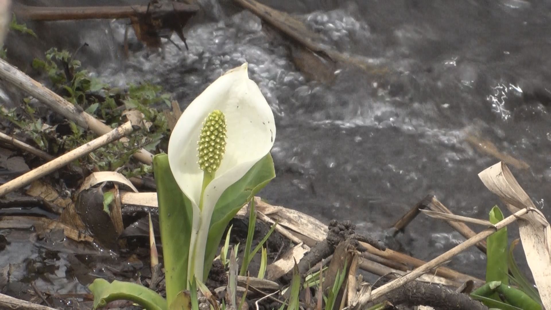 春の妖精ミズバショウ 妙高市「いもり池」でまもなく見ごろ