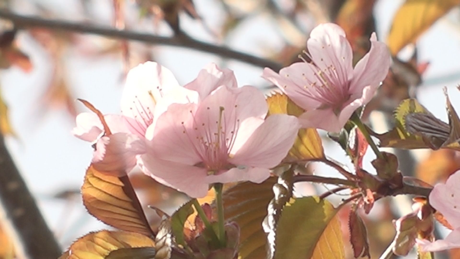 植樹したサクラが開花 高床山森林公園で冬囲い取り外し作業