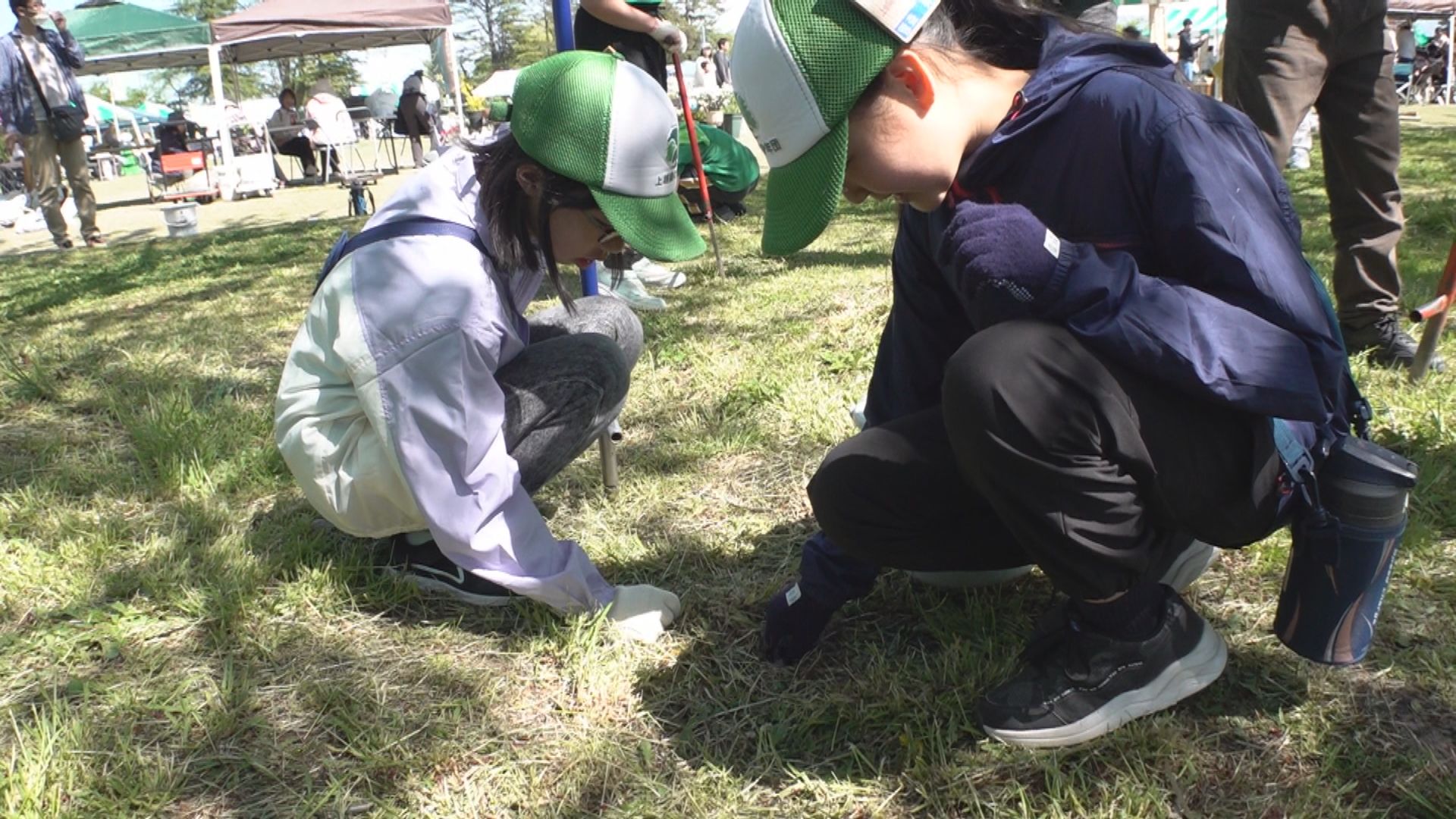 観桜会が終わった高田城址公園 小学生がサクラのお礼肥