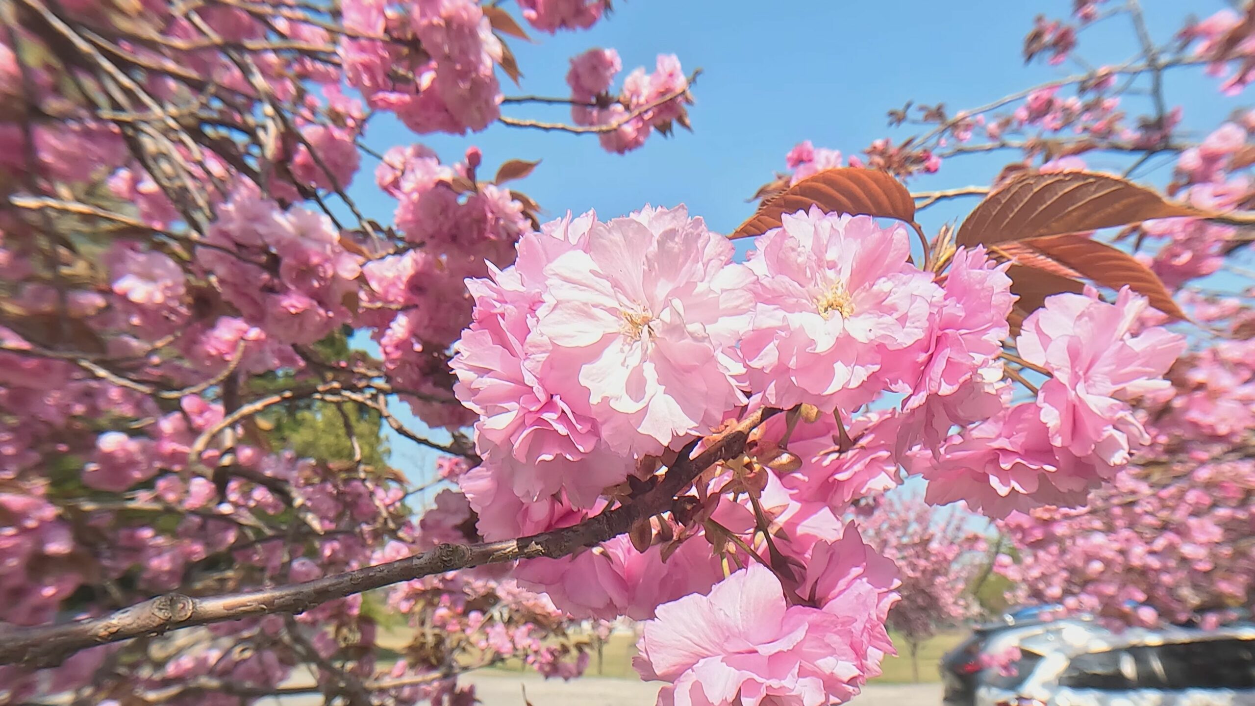 【動画】八重桜ロード 五智公園