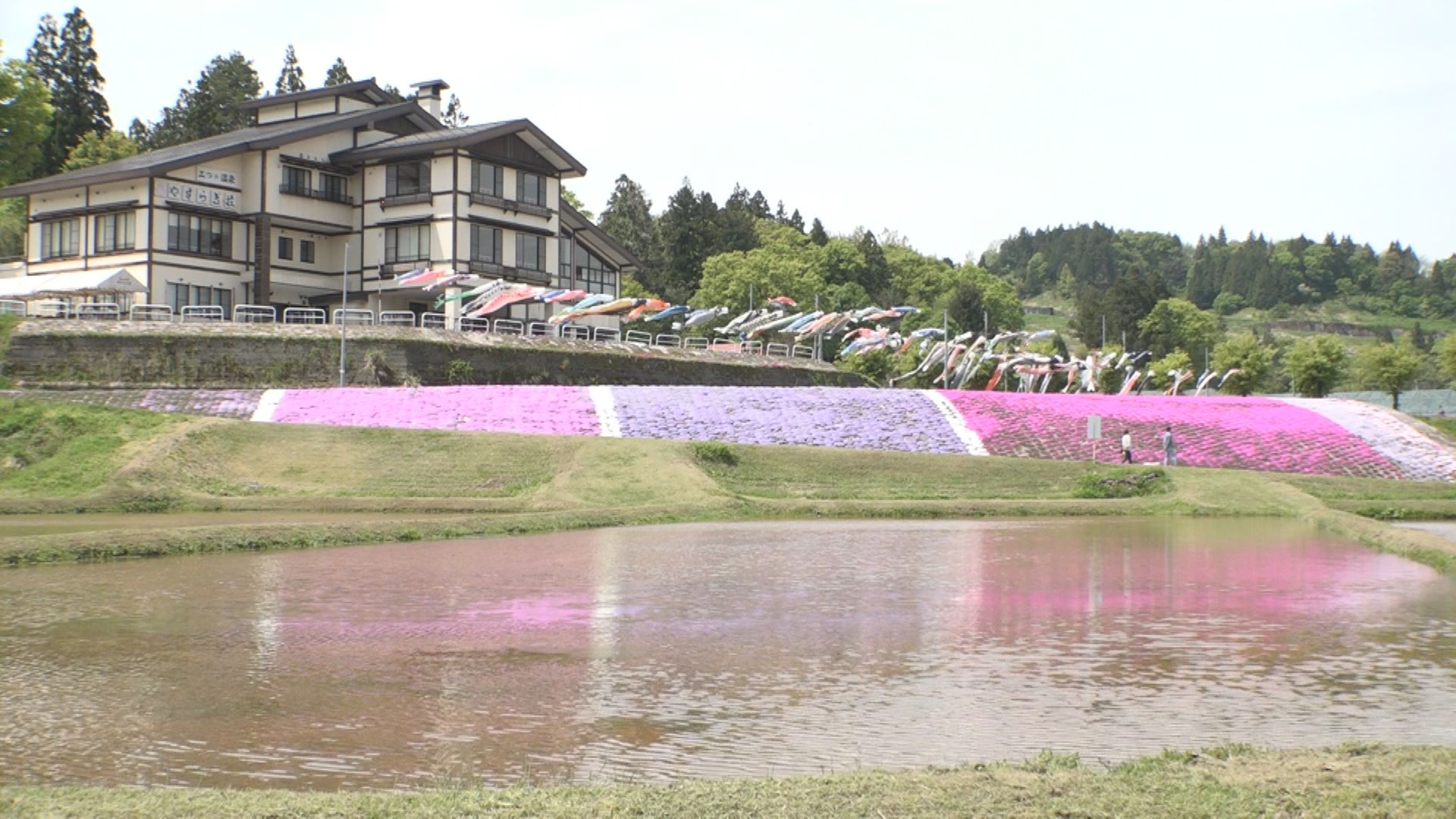 1万2000株のシバザクラが見ごろ！ゑしんの里 やすらぎ荘
