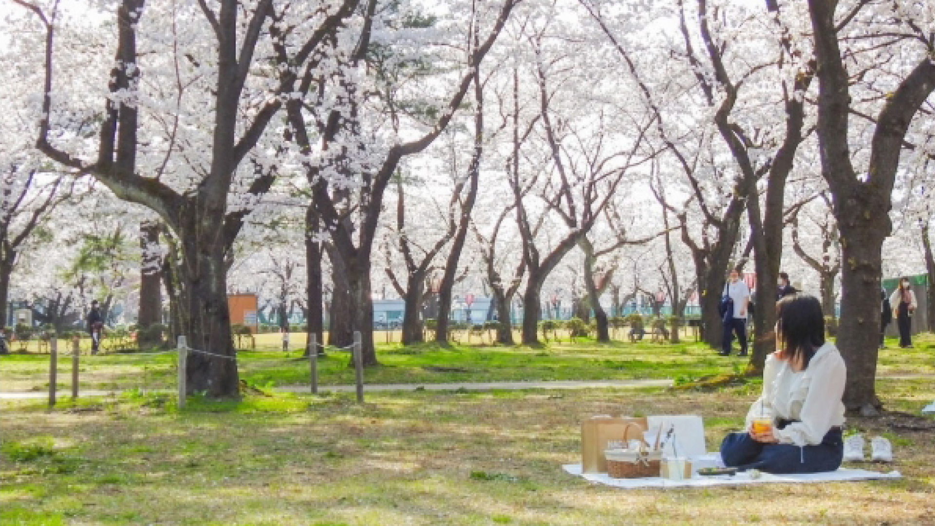 サクラの写真を投稿して豪華賞品ゲット！観桜会フォトコンテスト開催中