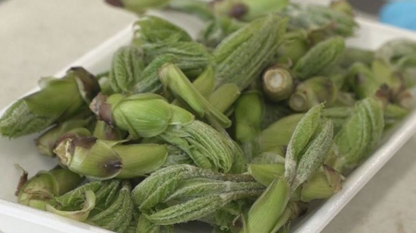 春の味覚を関東へ！山菜の出荷最盛期