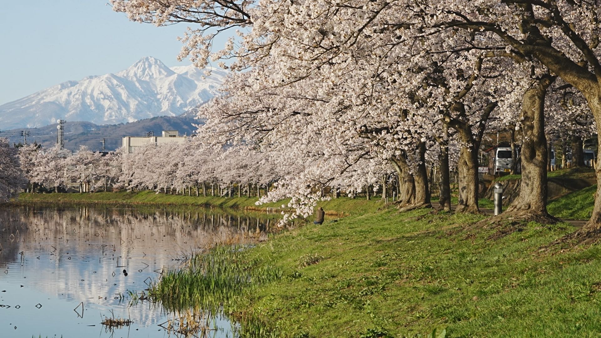 高田城址公園観桜会 満開の朝桜