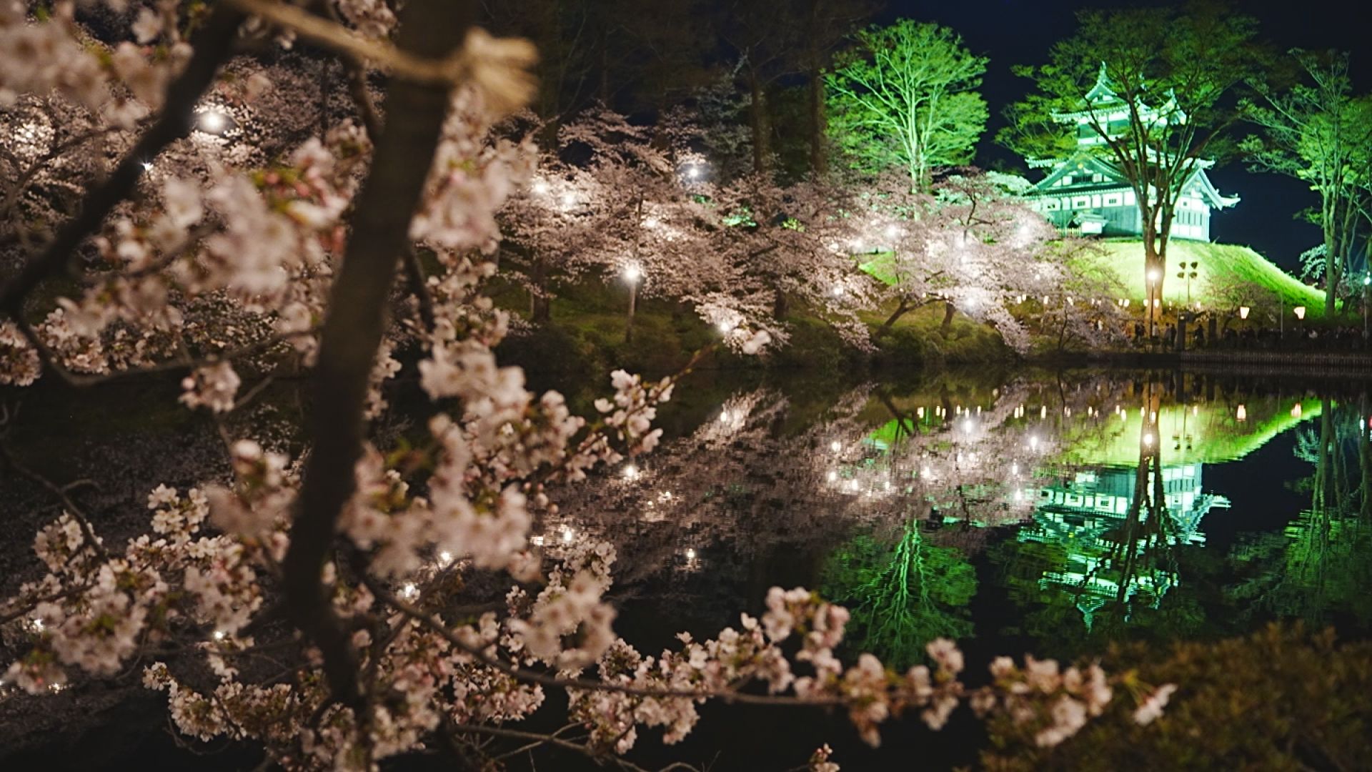 高田城址公園観桜会 満開の日本三大夜桜