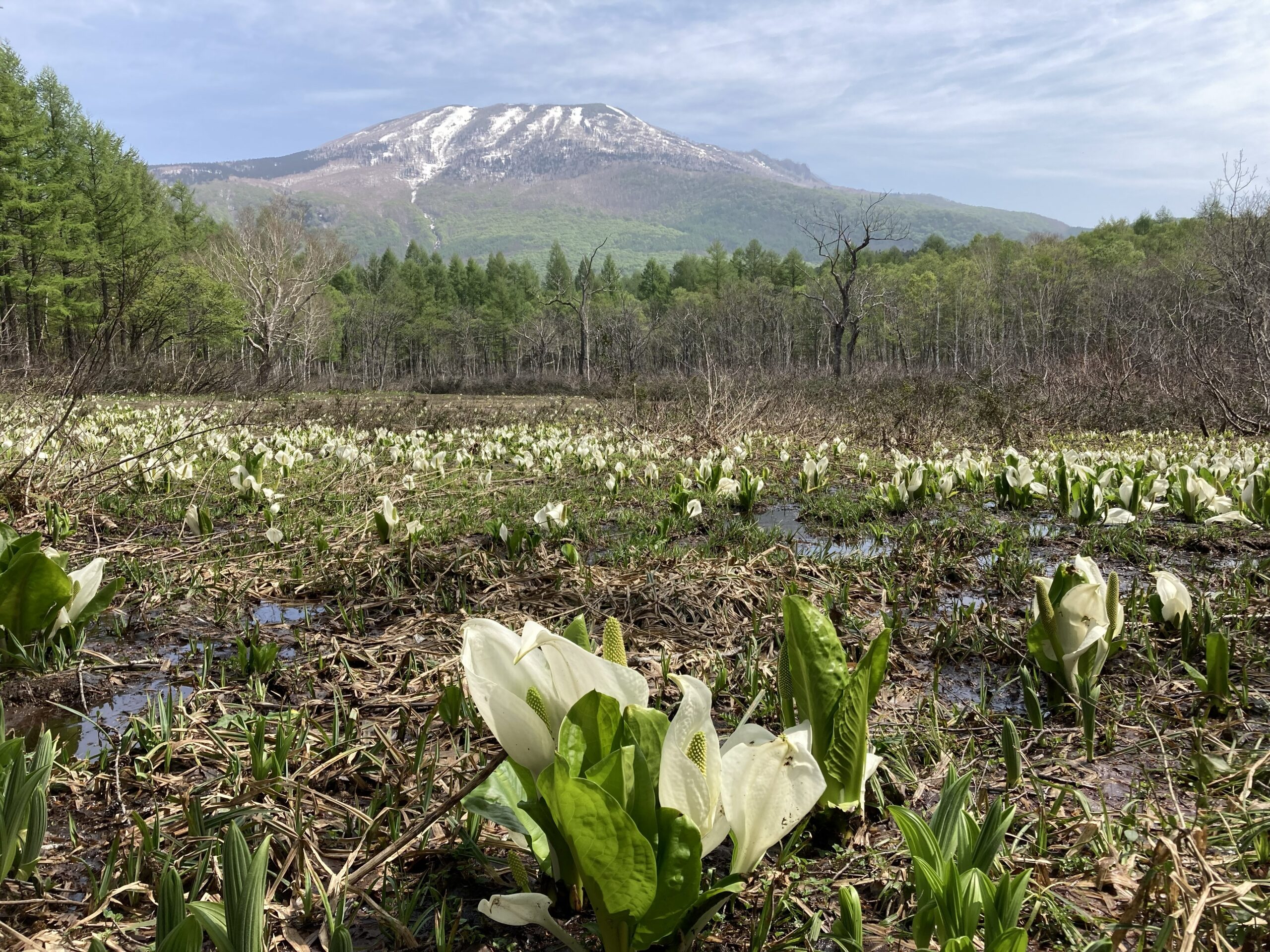 妙高高原ビジターセンター 5月はカエルや野鳥を学ぶイベント トレッキングや登山ツアーも！
