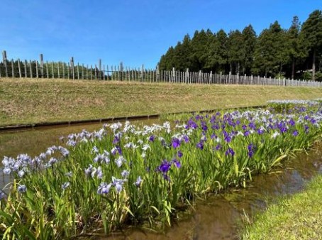 春日山城史跡広場 監物堀のカキツバタ見ごろ