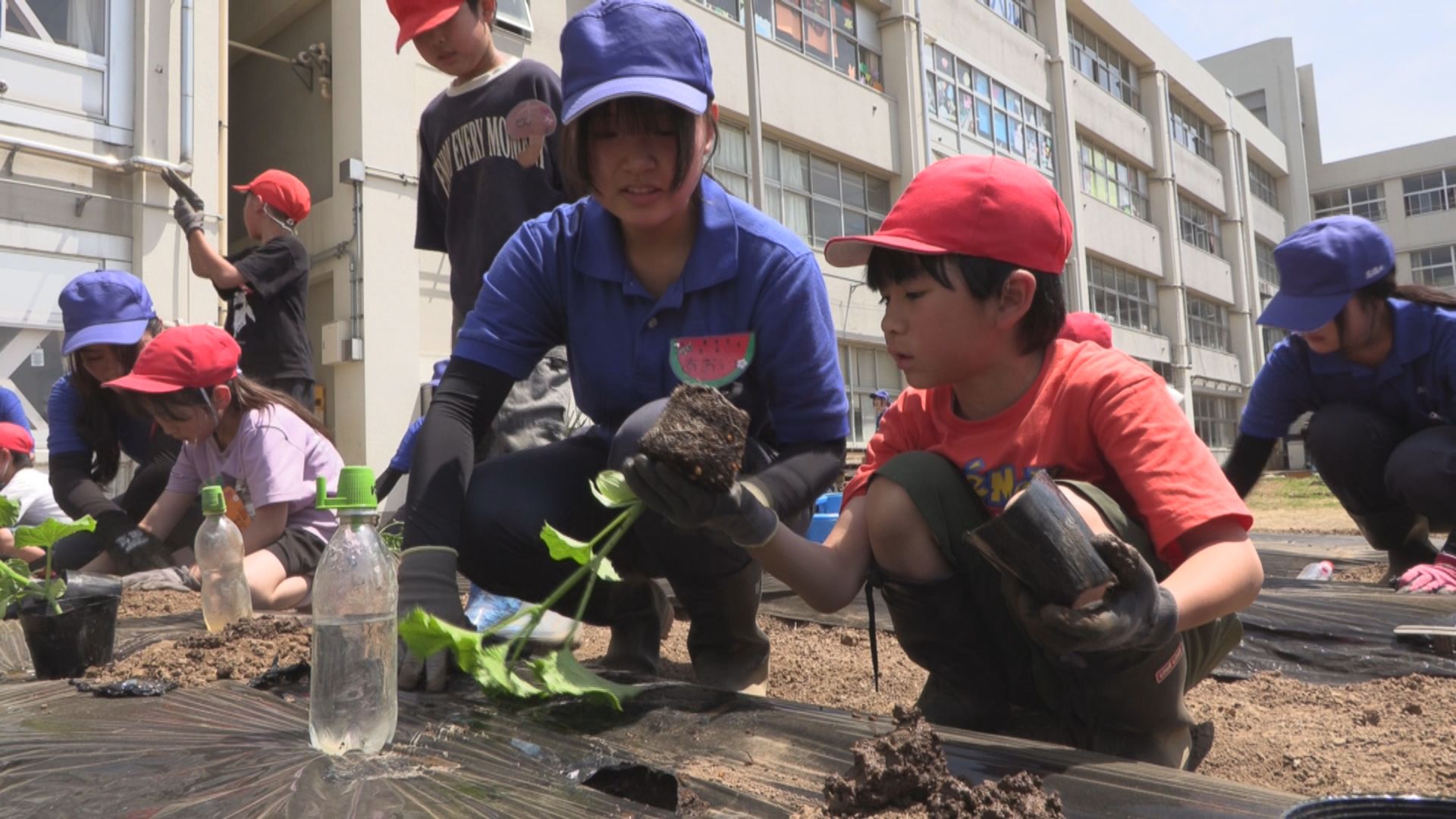 大手町小×高田農業高校 野菜交流で苗植え