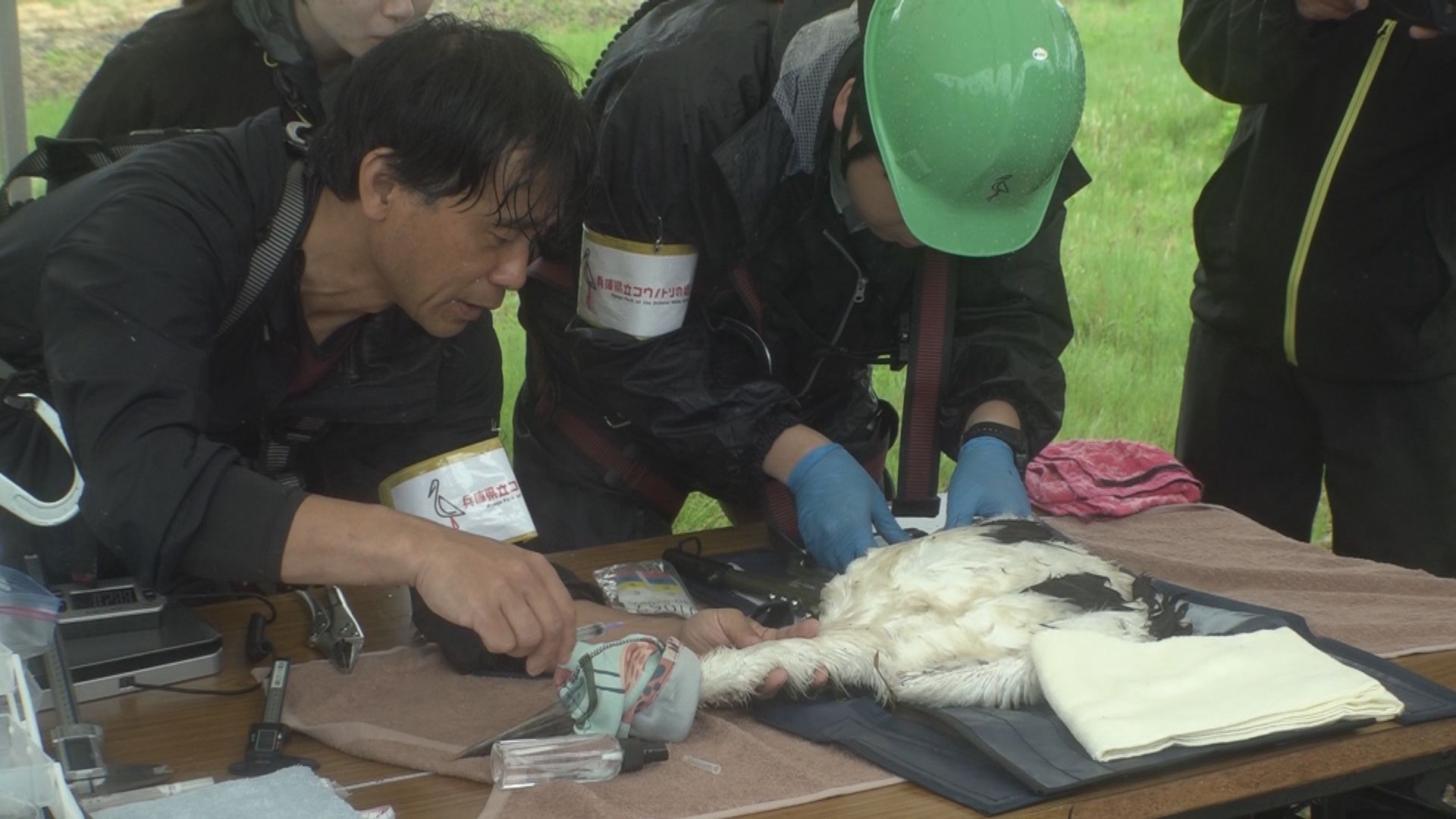上越市吉川区 コウノトリ5羽に足環取り付け