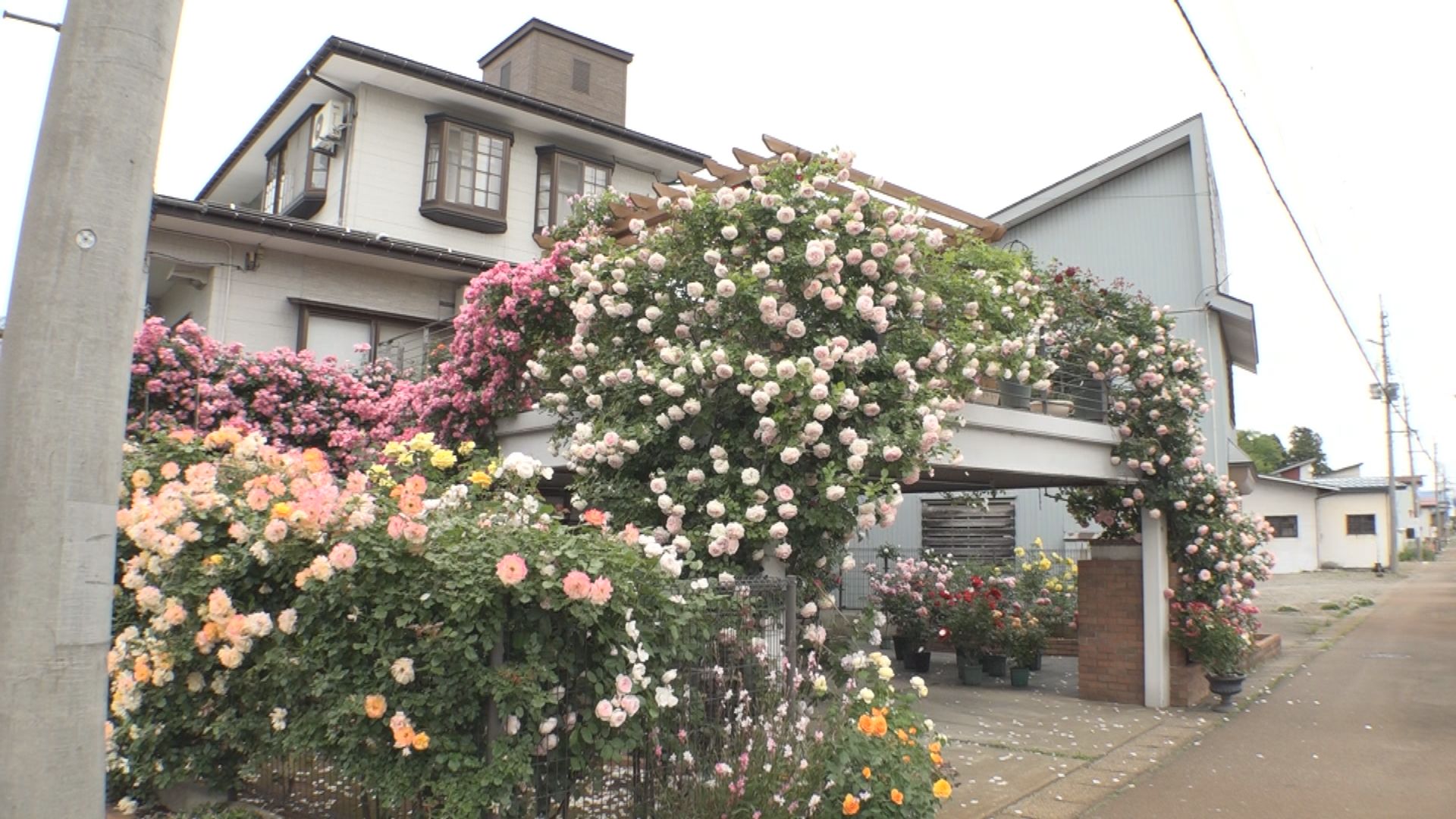上越市板倉区 50種のバラに包まれたすてきな家を紹介