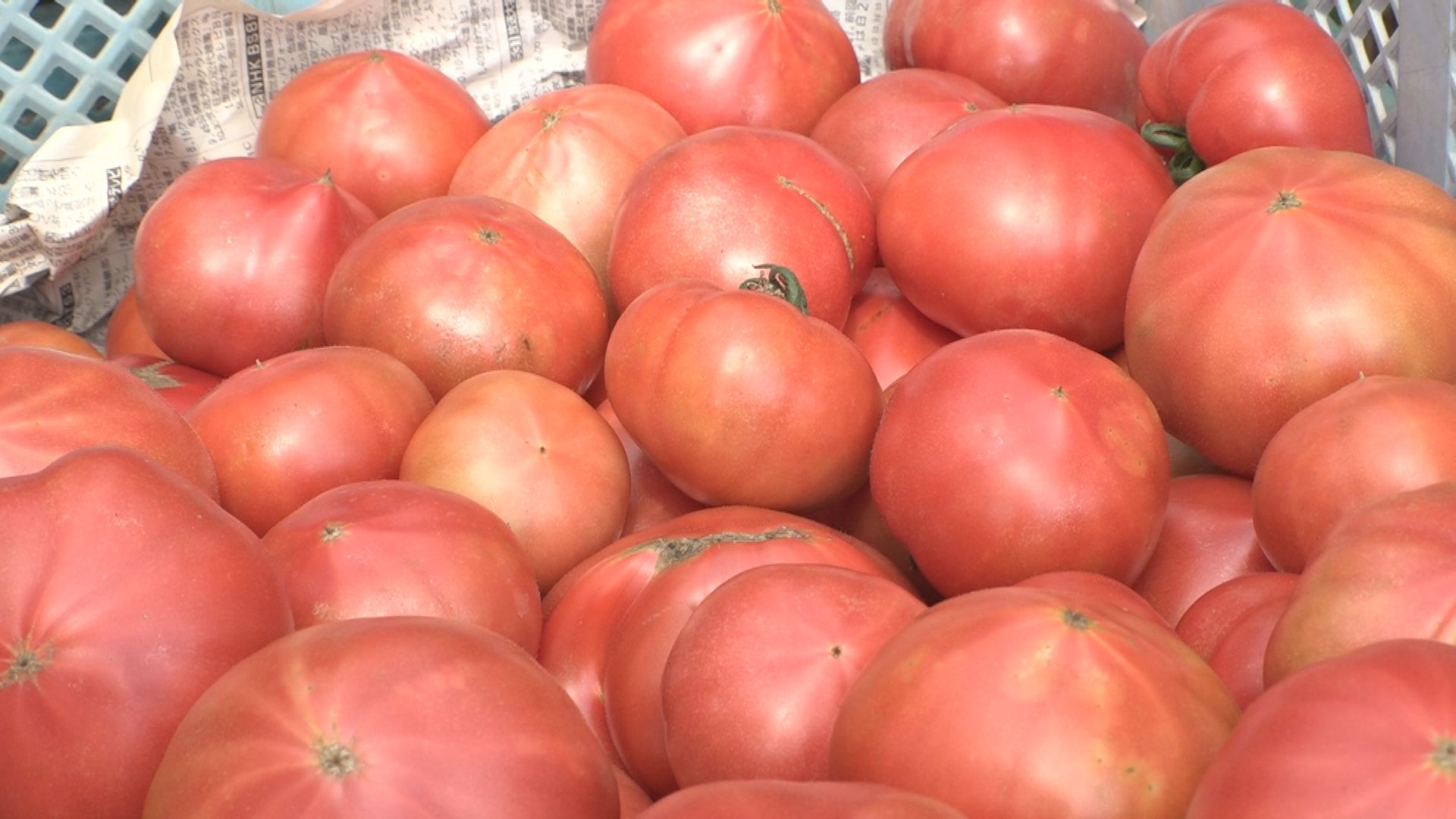赤く熟した初夏の味！ハウストマトの収穫始まる