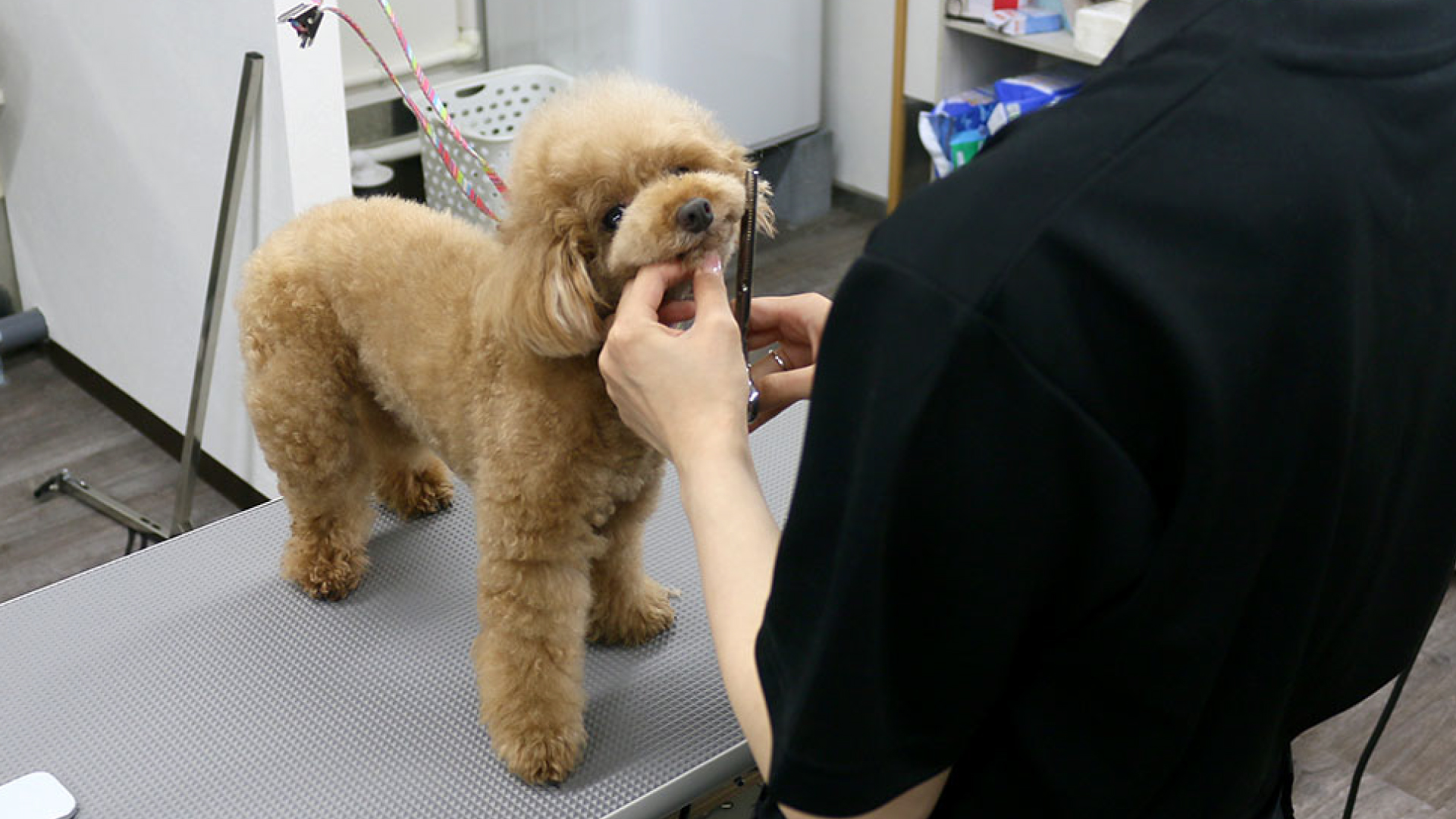 獣医師提携トリミングサロン「Dog Salon POM（ポム）」上越市南城町にオープン