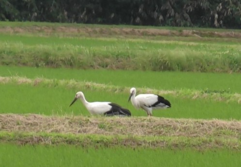 上越市吉川区 コウノトリ巣立つ  5羽全ては全国初
