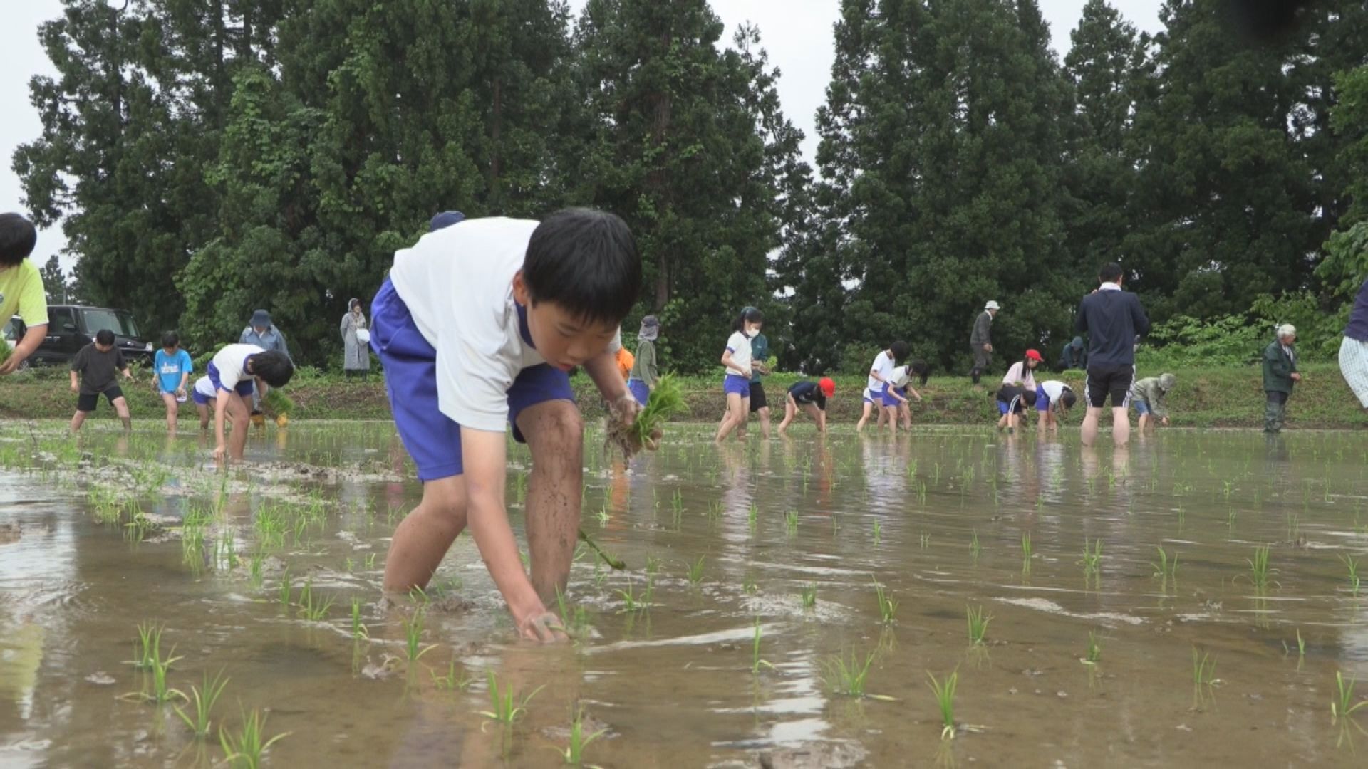 上越教育大学附属小の児童が牧区切光の棚田で田植え
