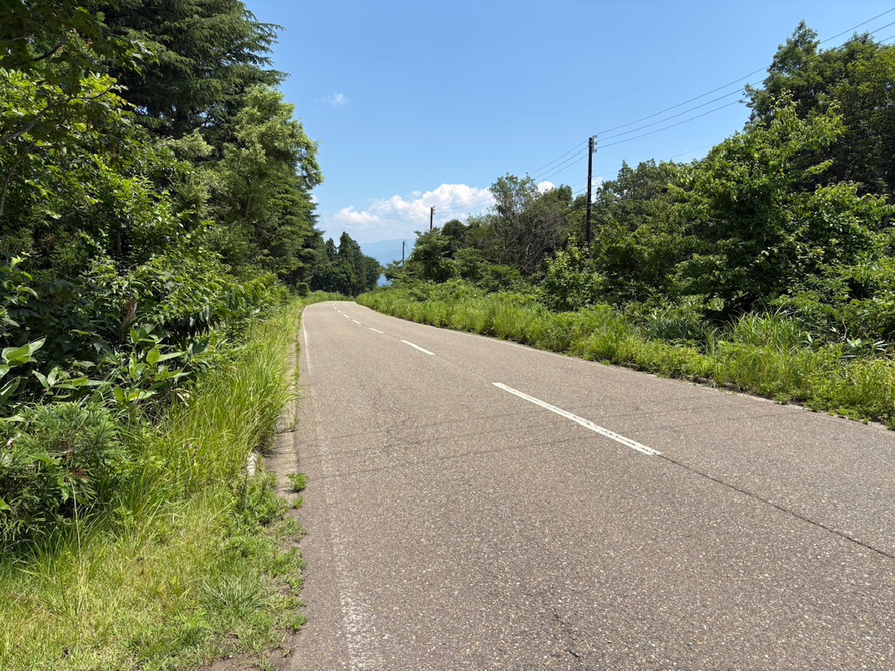 妙高市関山の県道で路線バスとクマが衝突  けが人なし