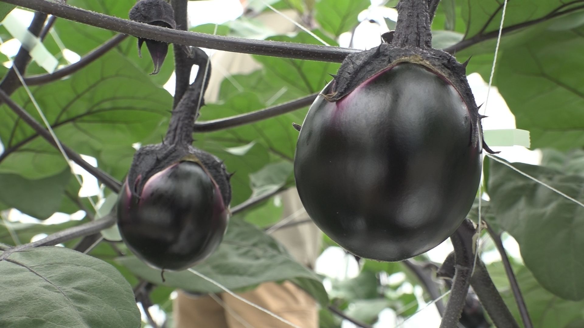 首都圏に届け！上越野菜「越の丸茄子」目合わせ会