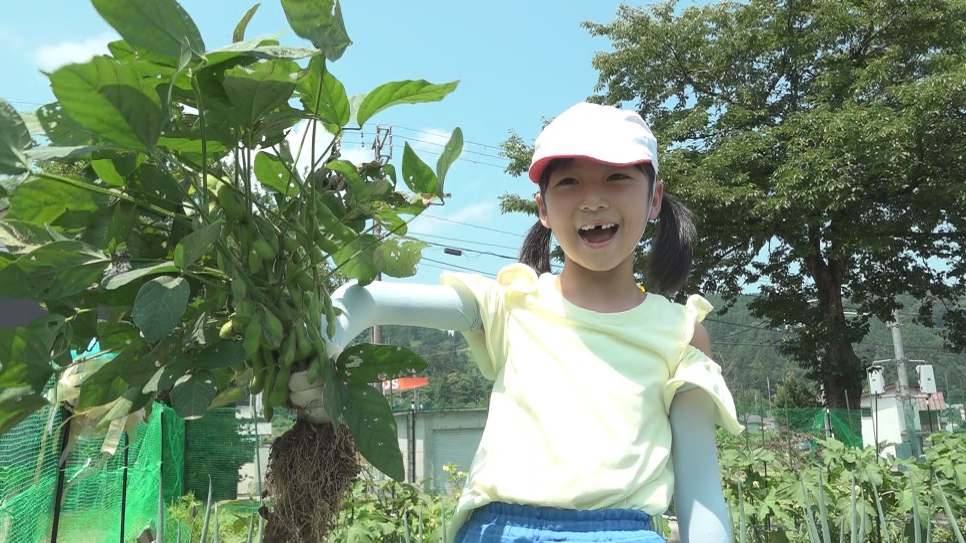 安塚小児童 育てた上越野菜「枝豆」を収穫