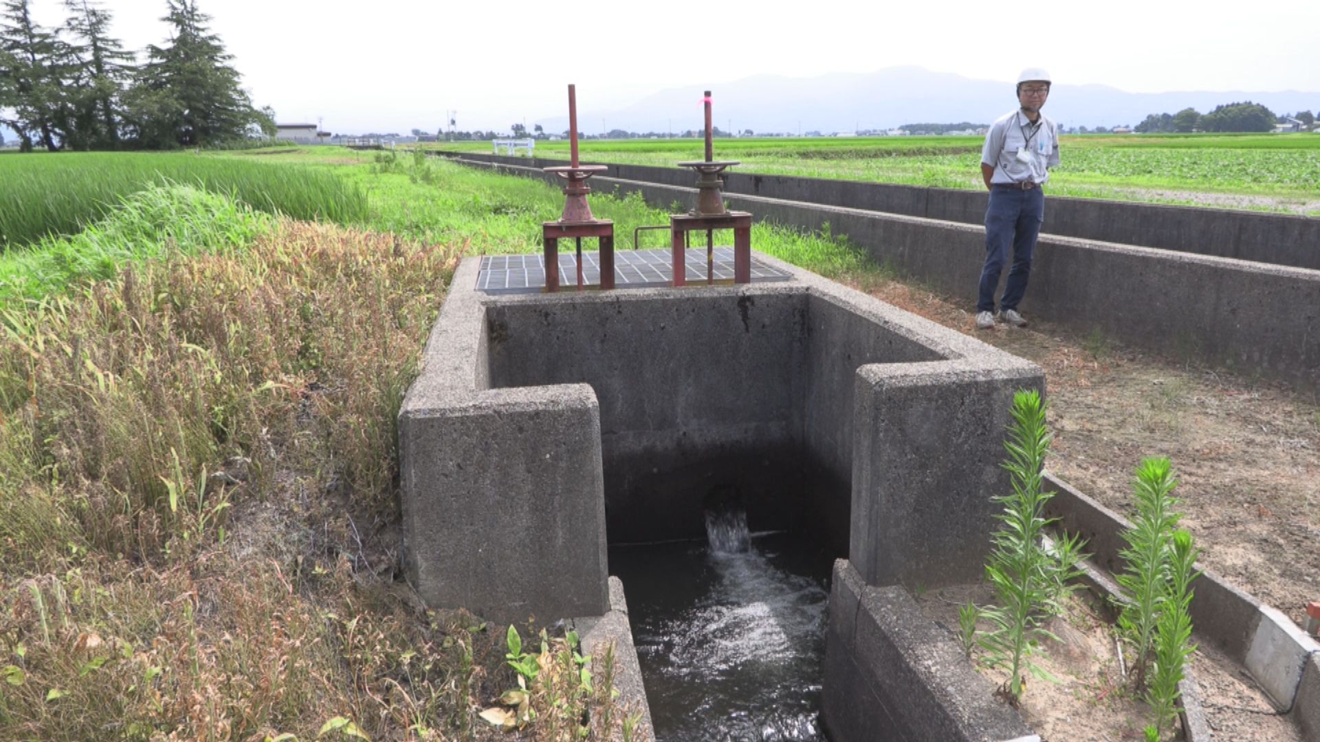 高温少雨で「番水」17日(金)から開始 関川水系土地改良区