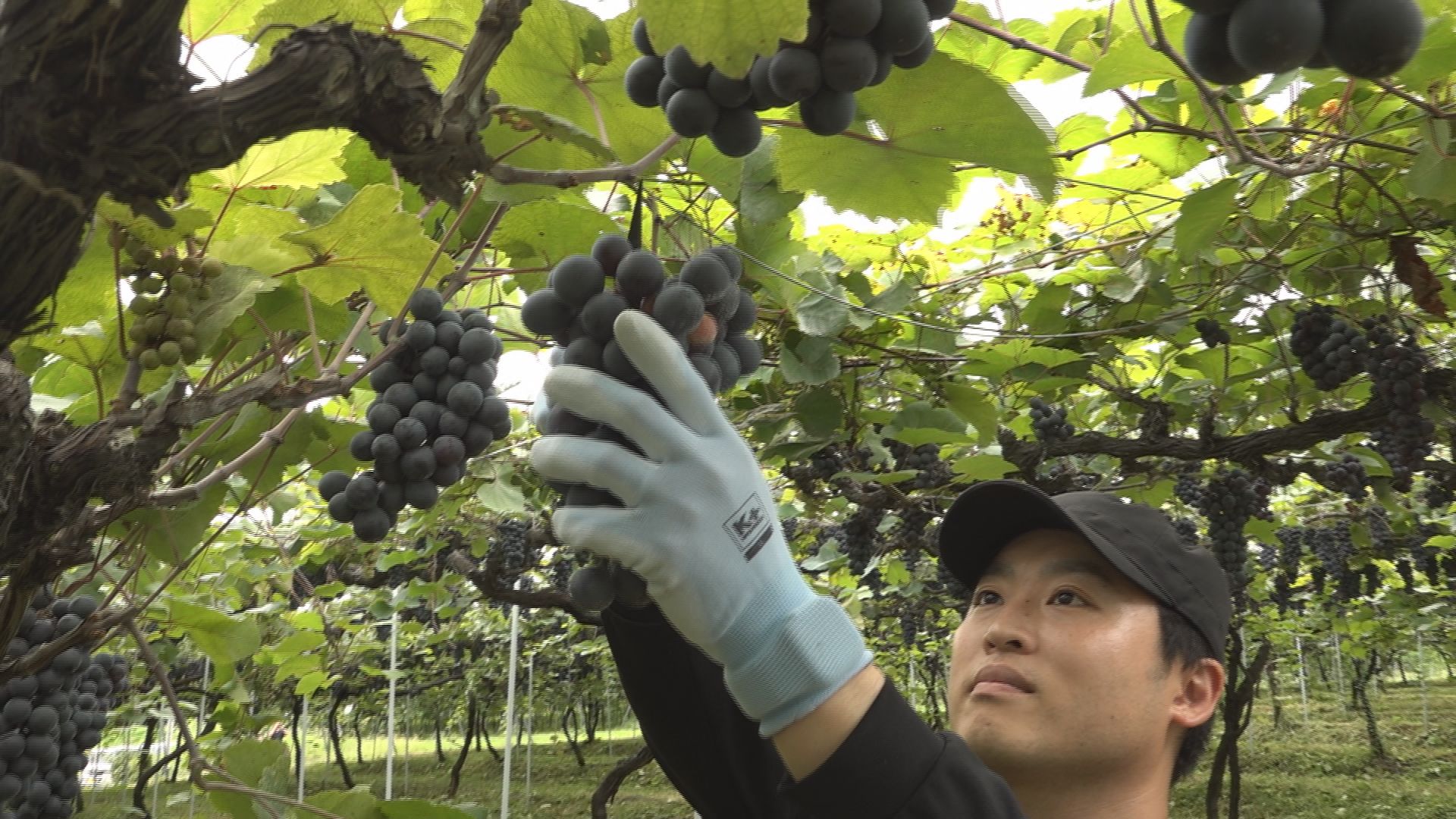 岩の原葡萄園「マスカット･ベーリーA」の収穫始まる