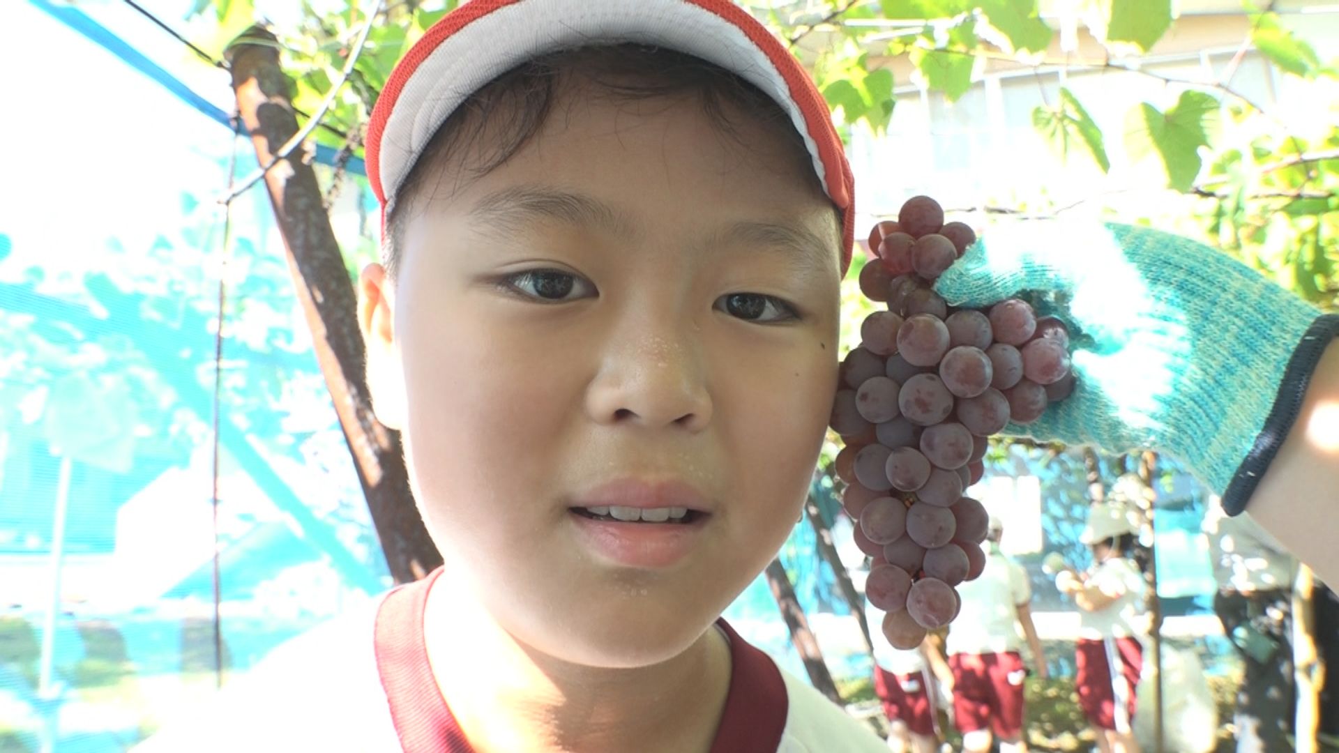 顔ほどの大きさ！ 高士小学校の児童がブドウを収穫