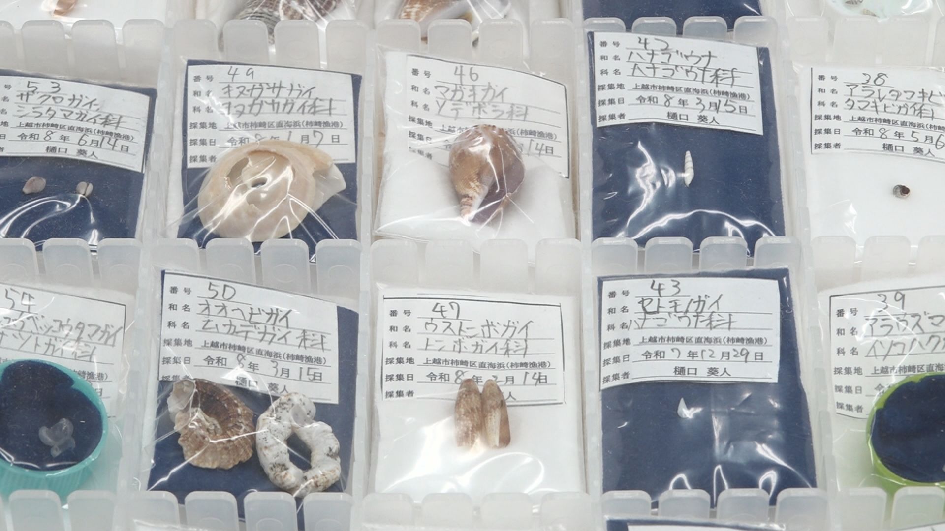 貝殻研究の姉弟が最高賞！上越科学館で標本展