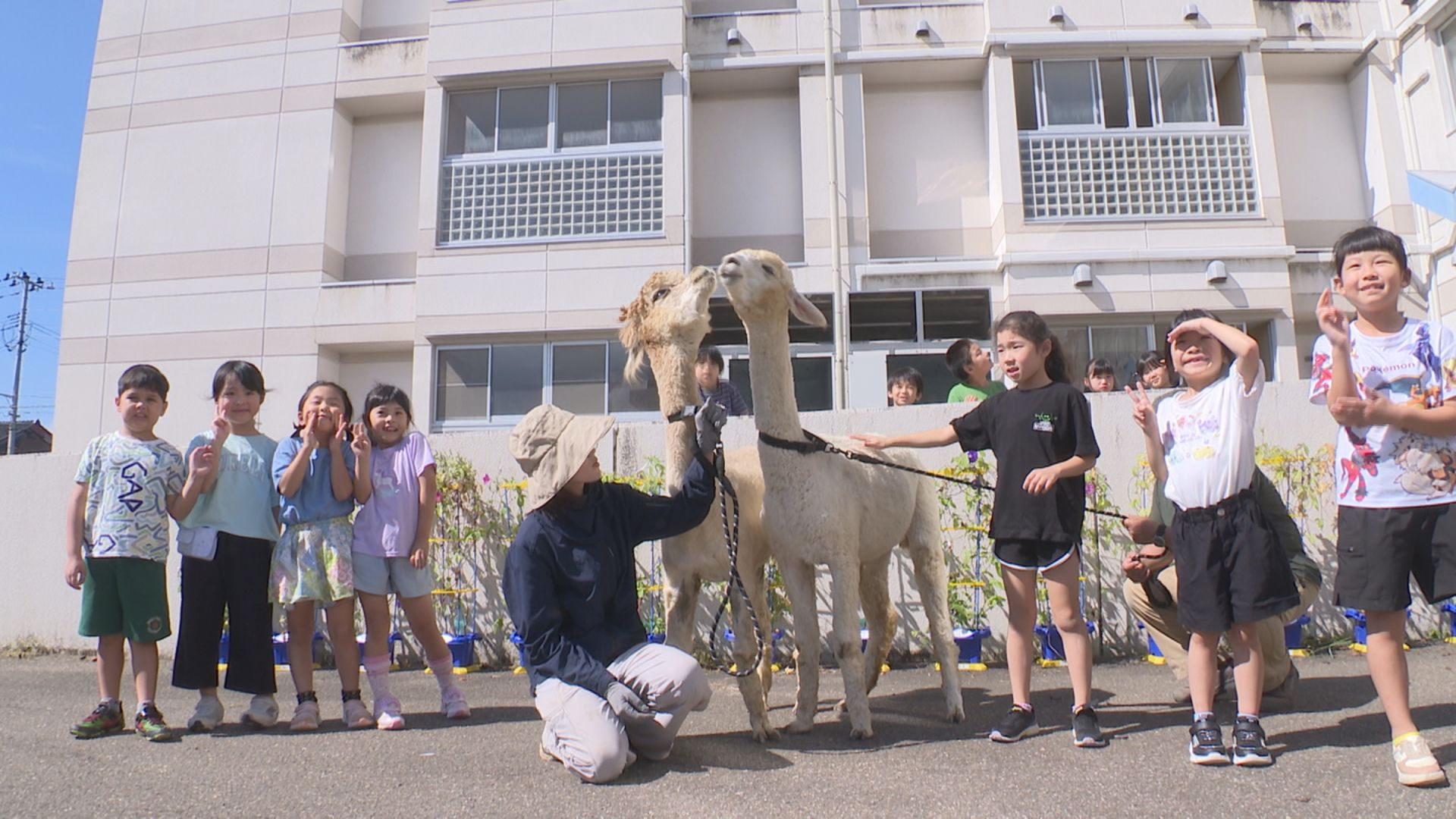 アルパカ2頭が”入学” 直江津小1年生 命の大切さ学ぶ
