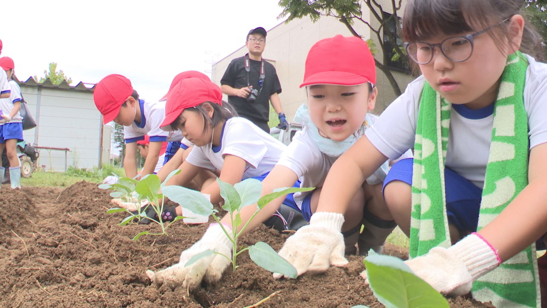 カリフラワーを育てよう！上越教育大学附属小3年生が苗植え　