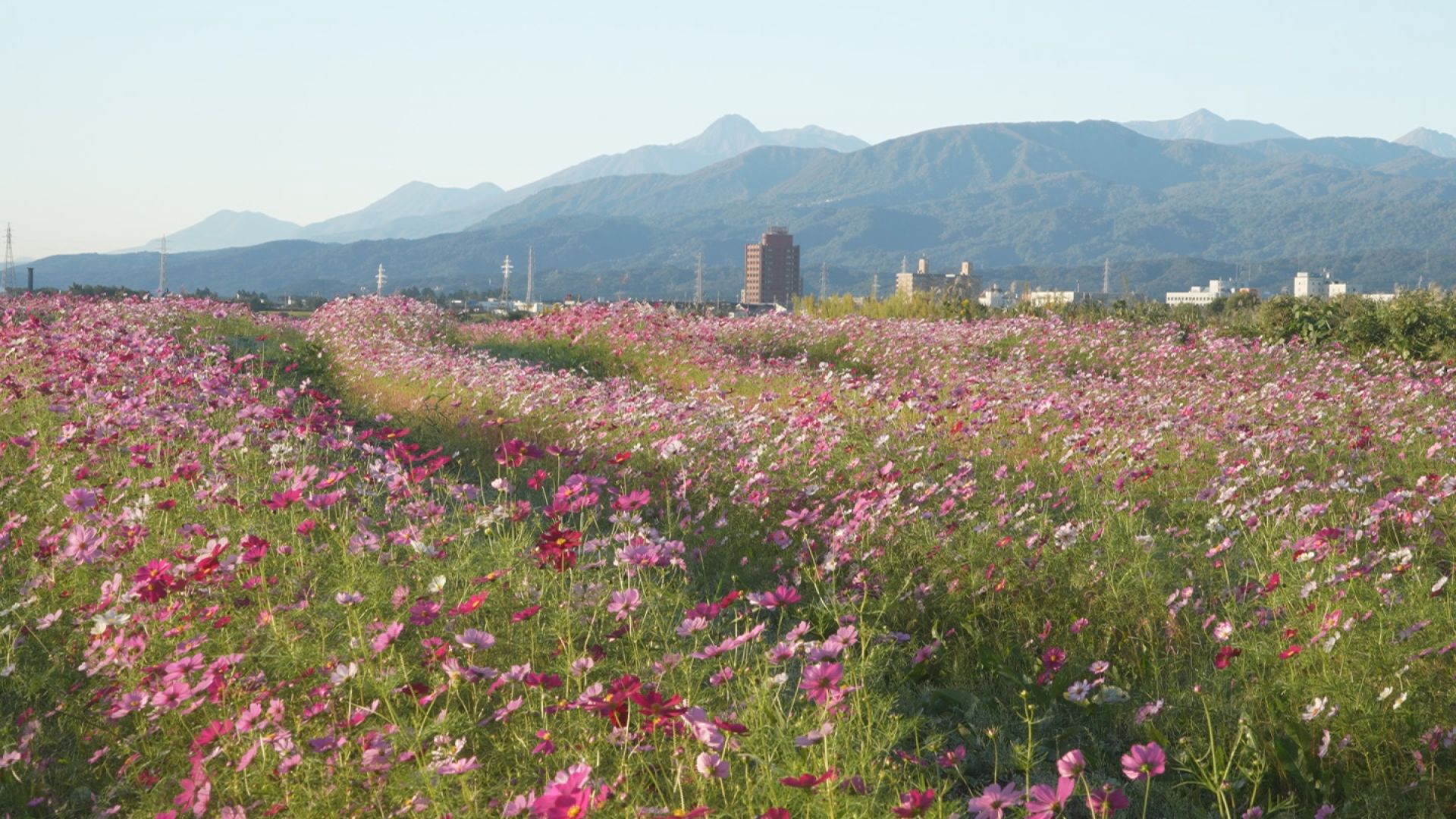 関川河川敷のコスモス見ごろ 秋風に揺れる花々が満開！
